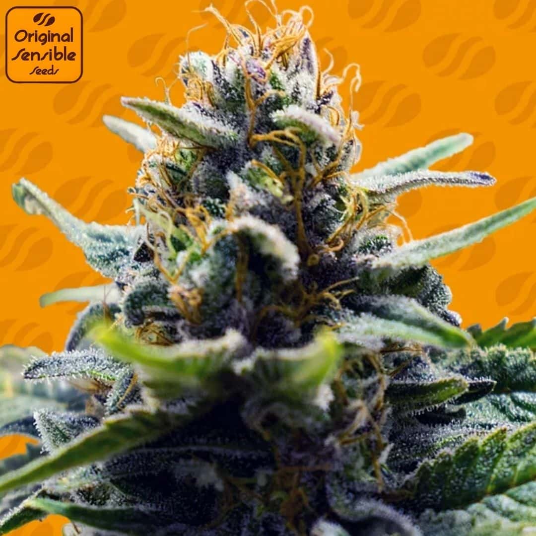 Blue Zushi Cannabisknospe mit dichter Harzschicht, violetten Nuancen und orangefarbenen Blütenstempeln