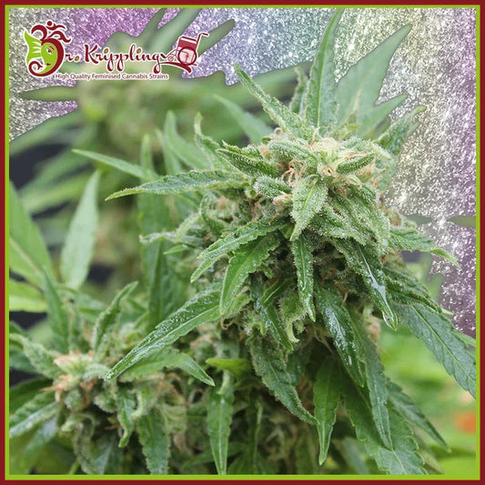 Kompakte, harzige Blue Tease Auto Blüte mit dichten Trichomen und tiefgrünen Zuckerblättern kurz vor der Ernte.