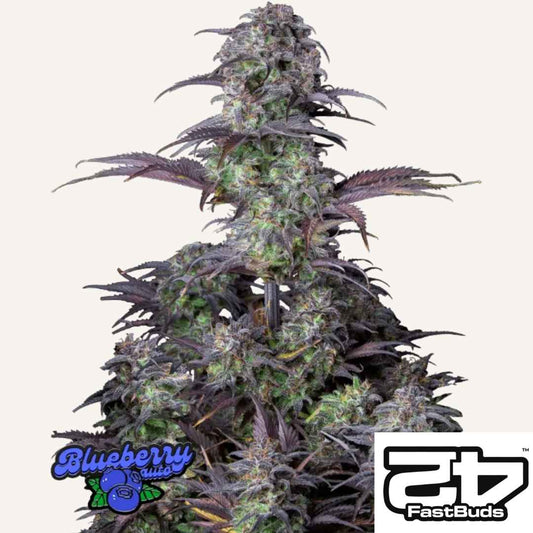 Blueberry Auto mit dichten grünen Buds und violetten Blättern voller Harz
