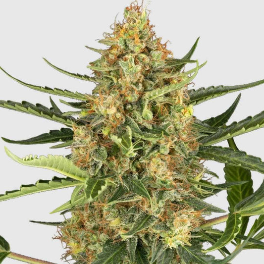 Blueberry Bubblegum-Blüte mit dichten Harzkristallen und leuchtend orangen Stempeln