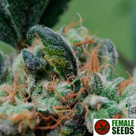 Blueberry Cheesecake Blüte mit dichten, harzigen Buds und orangefarbenen Blütenfäden