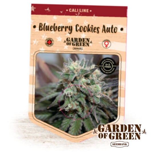 Frostige Buds der Auto Blueberry Cookies mit dichten Trichomen und violettgrünen Blättern in Nahaufnahme.