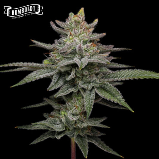 Blueberry Cupcake Cannabisblüte mit dichten, harzigen Buds und gezuckerten Blättern