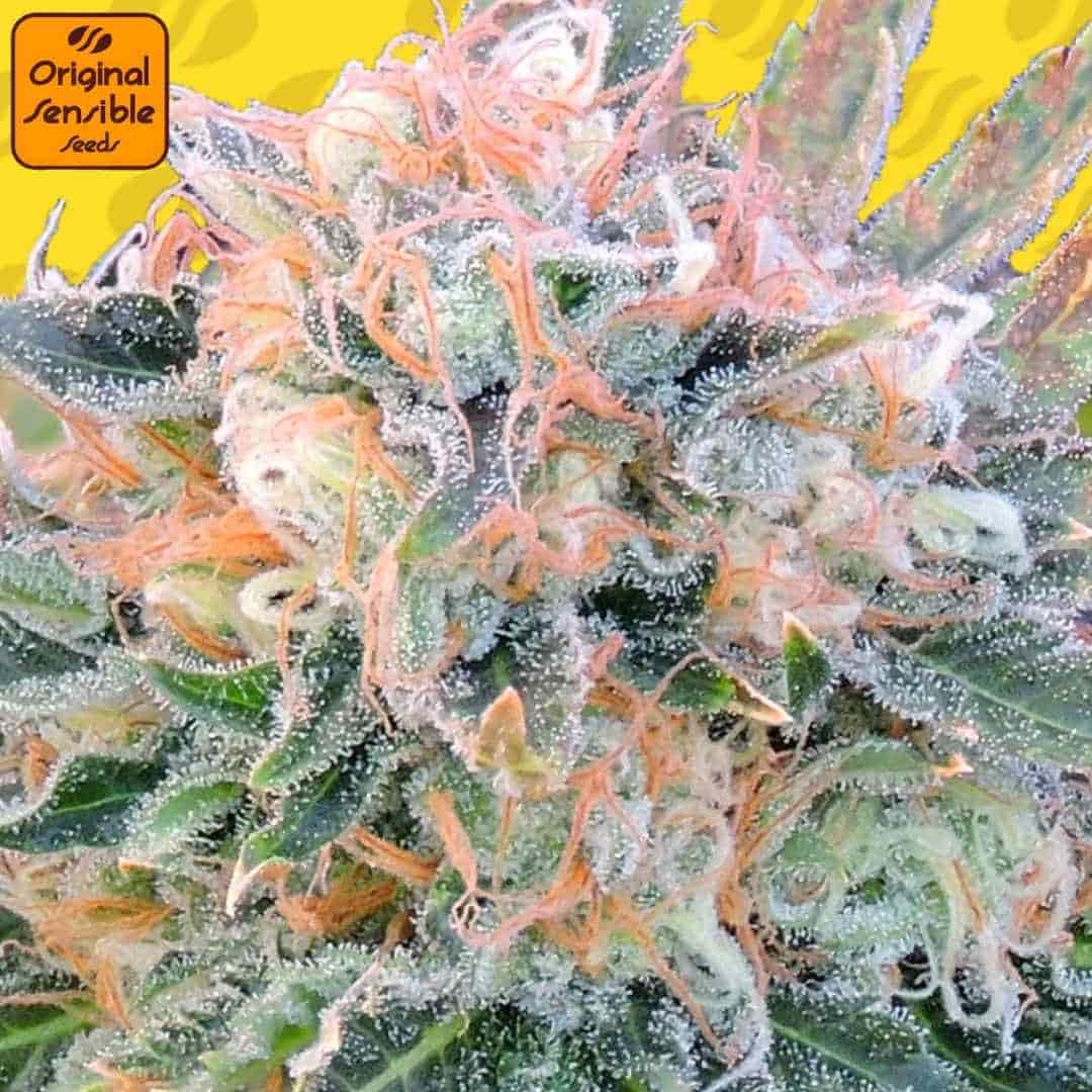 Harzige Blüte von Auto Blueberry Ghost OG mit dichten Trichomen, orangefarbenen Blütenfäden und kompakter Struktur