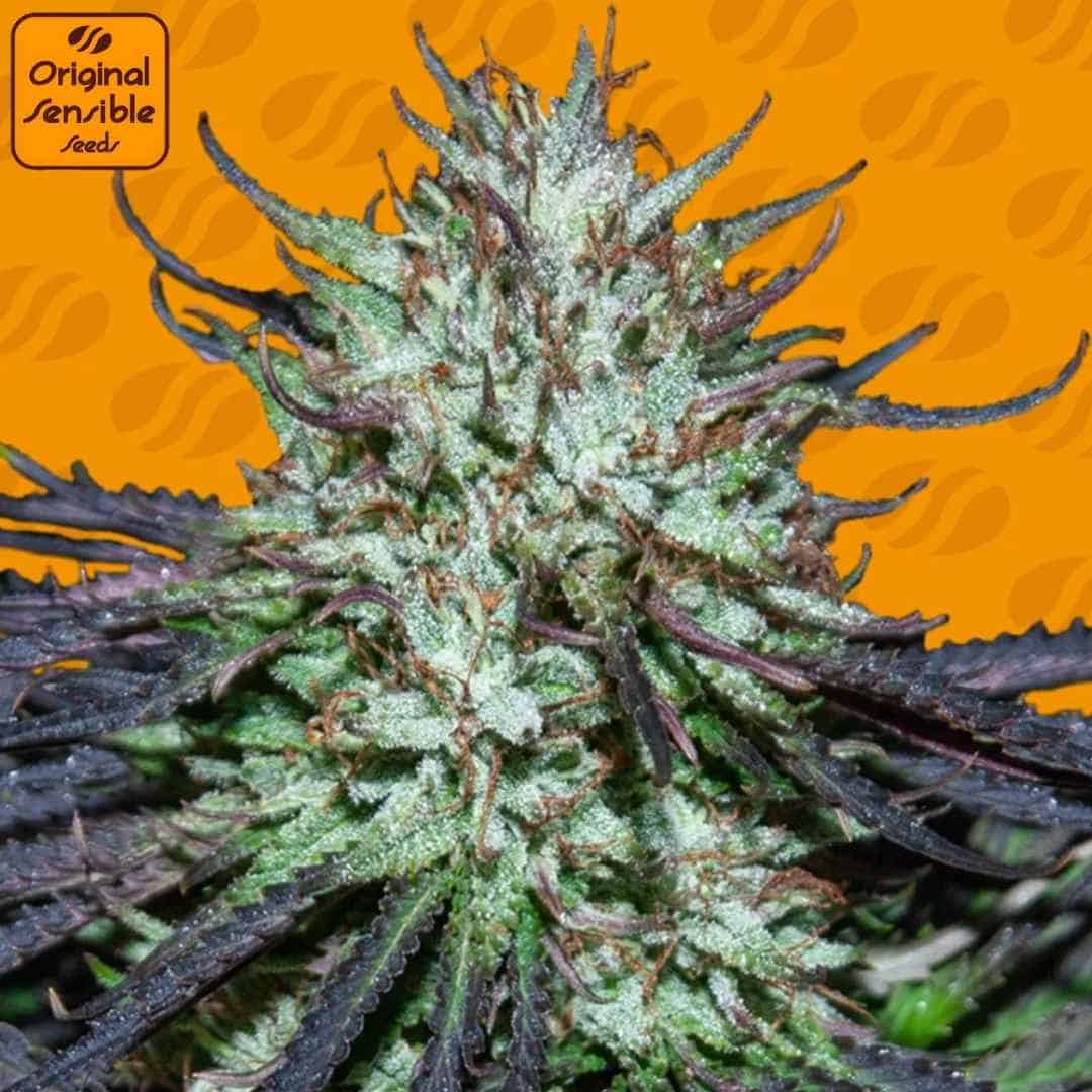 Blueberry Ghost OG mit kompakter, harziger Blüte, dicht mit Trichomen bedeckt und violett-grünen Zuckerblättern