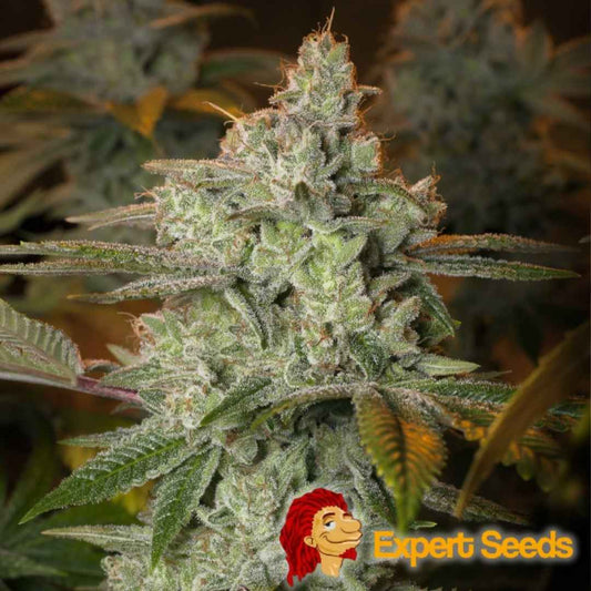 Dicht bewachsene Blueberry Glue Blüte mit dicker Harzschicht und leuchtend grünen Zuckerblättern.