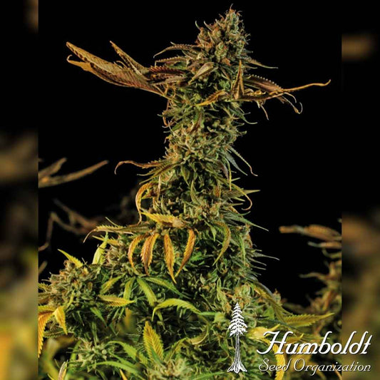 Blueberry Headband Blüte mit dichten Buds, harzigen Trichomen und gelbgrünen Zuckerblättern kurz vor der Ernte