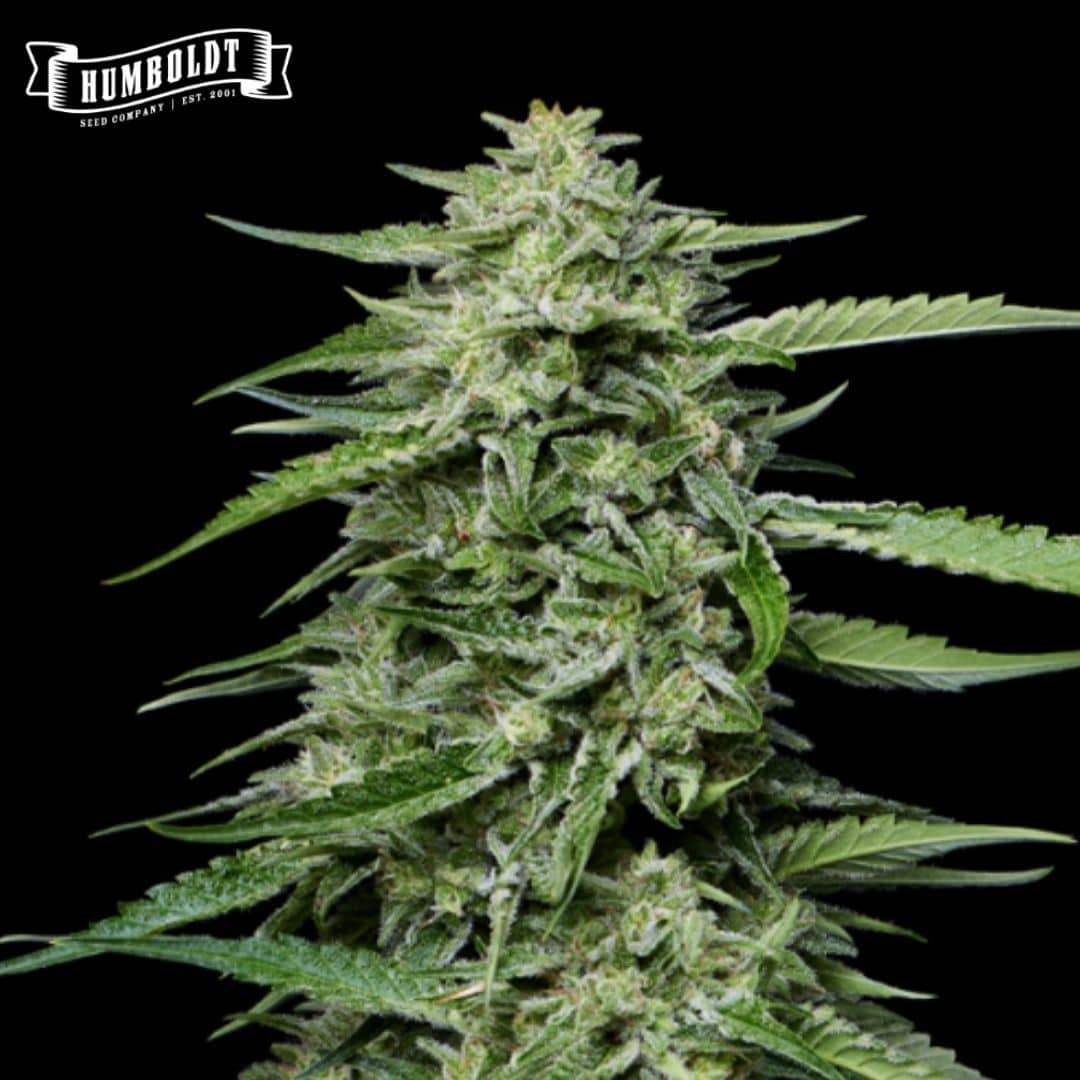 Blueberry Honey Cannabisblüte mit dichten, harzigen Buds und schmalen grünen Blättern