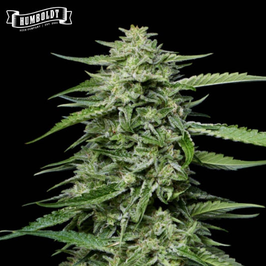 Blueberry Honey Cannabisblüte mit dichten, harzigen Buds und schmalen grünen Blättern