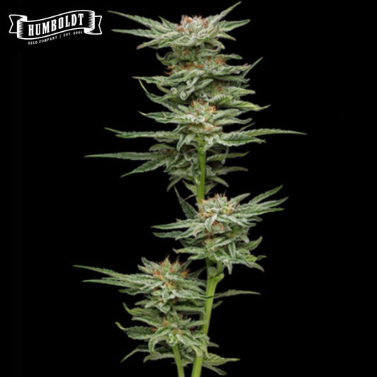 Blueberry Muffin Cannabispflanze mit harzigen Blüten und schmalen grünen Blättern
