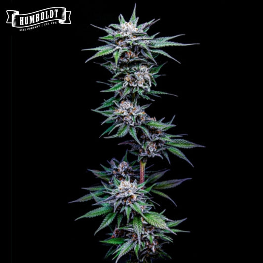 Blueberry Pancakes Cannabisblüte mit dichten, harzigen Buds und violett-grünen Blättern