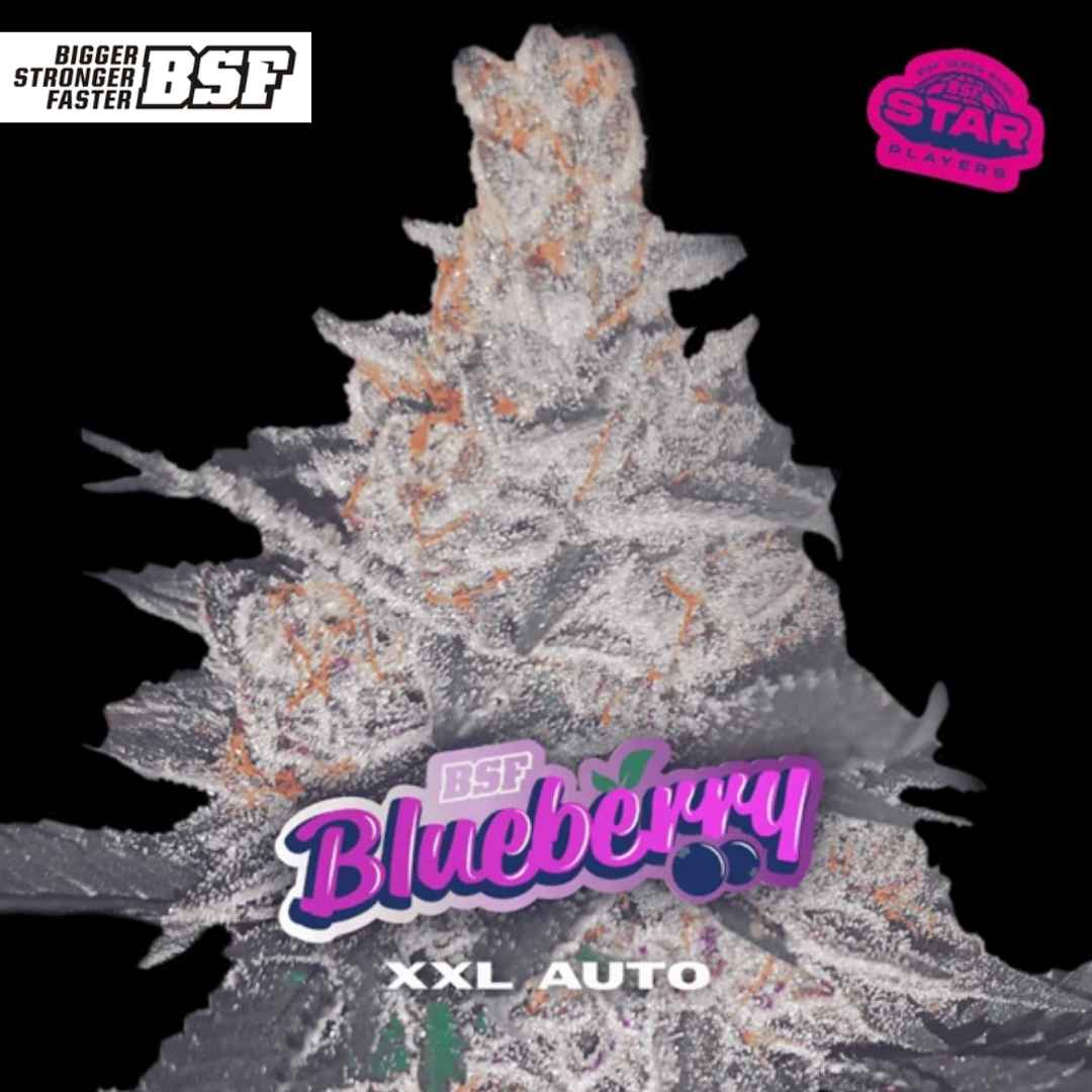 Auto Blueberry XXL Blüte mit dichter Harzschicht, kompakten Buds und auffälligen orangefarbenen Stempeln