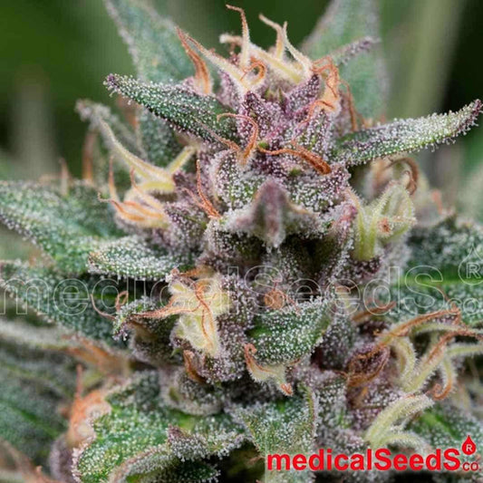 Auto Bluehell Blüte mit dichter Harzschicht, violetten Nuancen und orangefarbenen Stempeln