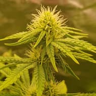 Nahaufnahme eines jungen Cannabis-Buds in der frühen Blütephase mit langen weißen Griffeln.