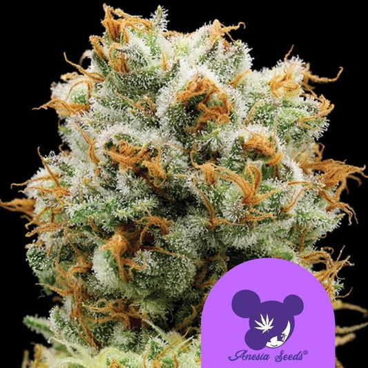 Dichte Bola Mintz Bud mit weißen Kristallen und orangefarbenen Blütenhaaren von Anesia Seeds