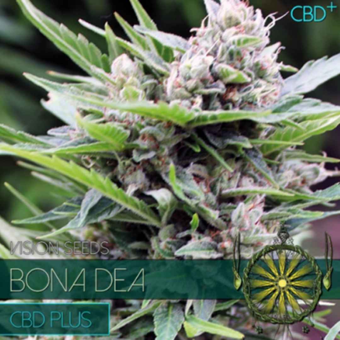 Bona Dea CBD+ Blüte von Vision Seeds mit kompakten hellgrünen Kelchen und dichter Trichomschicht