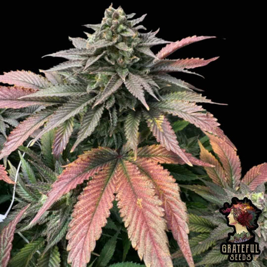 Boobies Cannabisblüte mit dichten harzigen Buds und rotvioletten Blättern in später Blütephase