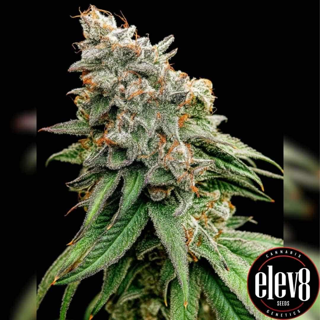 Boof Tang Blüte mit dichten, harzigen Buds und orangefarbenen Härchen