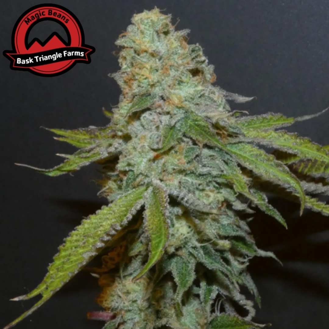 Boofalicius Cannabis Blüte mit dichten harzigen Buds und sichtbaren Trichomen sowie grünen Blättern