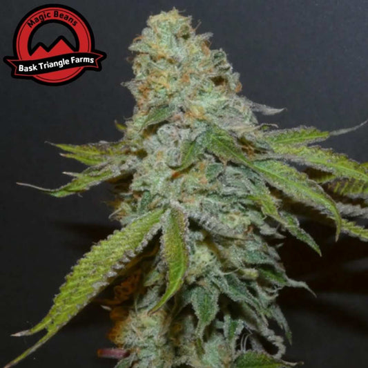 Boofalicius Cannabis Blüte mit dichten harzigen Buds und sichtbaren Trichomen sowie grünen Blättern
