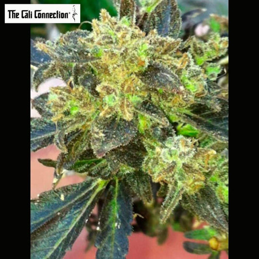 Dichte Boss Hogg Blüte mit dunklen Zuckerblättern, orangefarbenen Blütenfäden und starkem Trichombesatz.