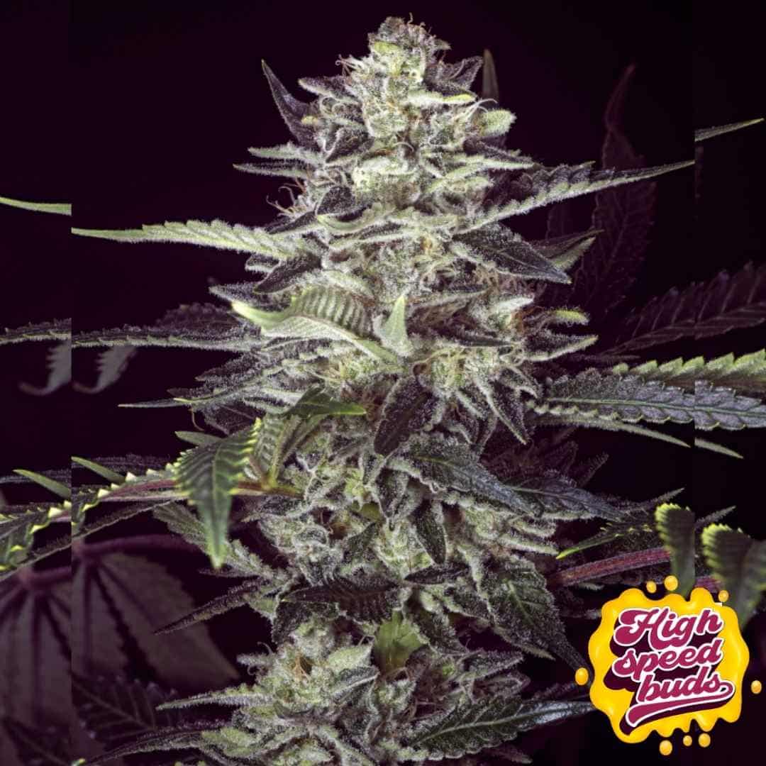 Harte, harzige Blüte der Brain Stroke Auto mit dichter Bud-Struktur, vielen Trichomen und kräftigen Zuckerblättern