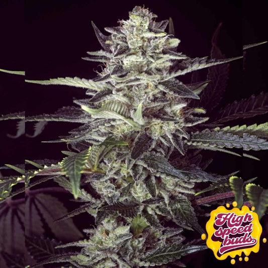 Harte, harzige Blüte der Brain Stroke Auto mit dichter Bud-Struktur, vielen Trichomen und kräftigen Zuckerblättern