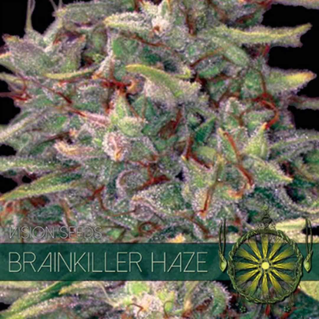 Brainkiller Haze Blüte von Vision Seeds mit langen Kelchen, heller Harzschicht und grünen Zuckerblättern