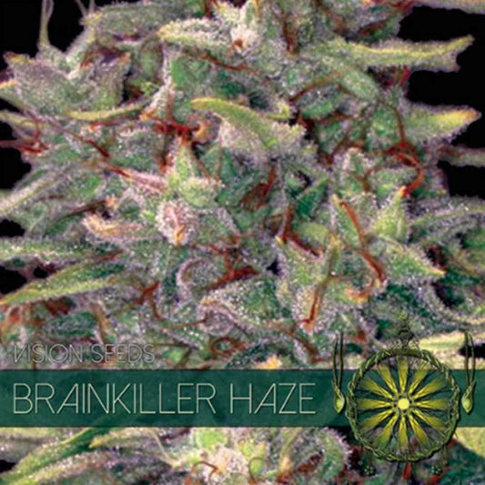 Brainkiller Haze Blüte von Vision Seeds mit langen Kelchen, heller Harzschicht und grünen Zuckerblättern