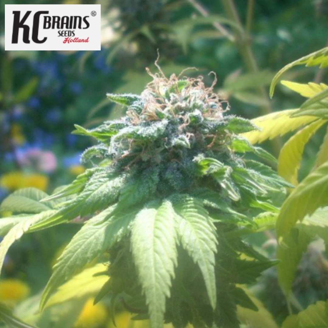 Brains Choice Cannabisblüte mit harzigen Blättern und reifen Blütenfäden
