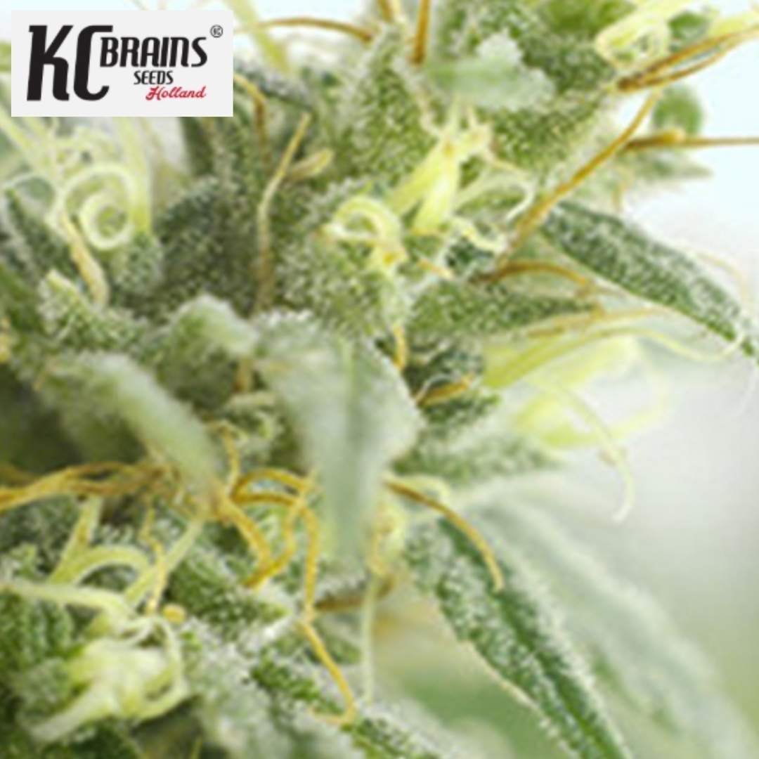 Brains Damage Blüte mit dichten Trichomen, grünen Zuckerblättern und hellen Blütenfäden