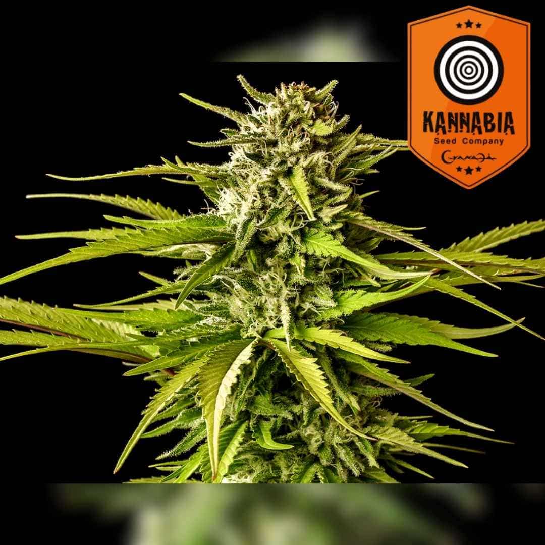 Break-Up Cake Cannabisknospe mit dichten Harztrichomen und kräftigen grünen Blättern