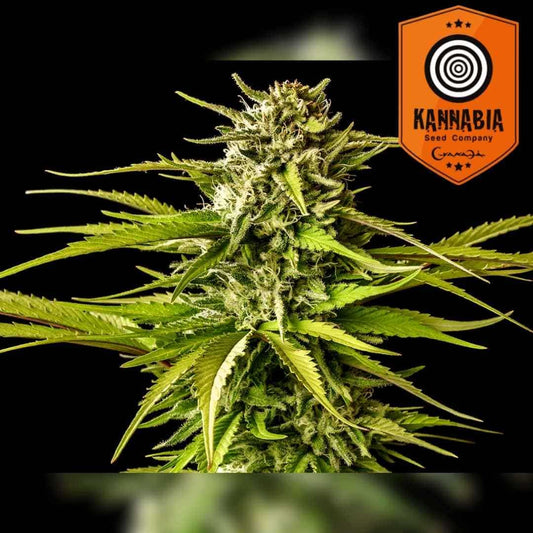 Break-Up Cake Cannabisknospe mit dichten Harztrichomen und kräftigen grünen Blättern