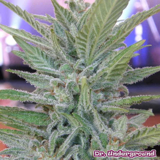 Brooklyn Mango Blüte mit dichten, harzigen Buds und starkem Trichombesatz