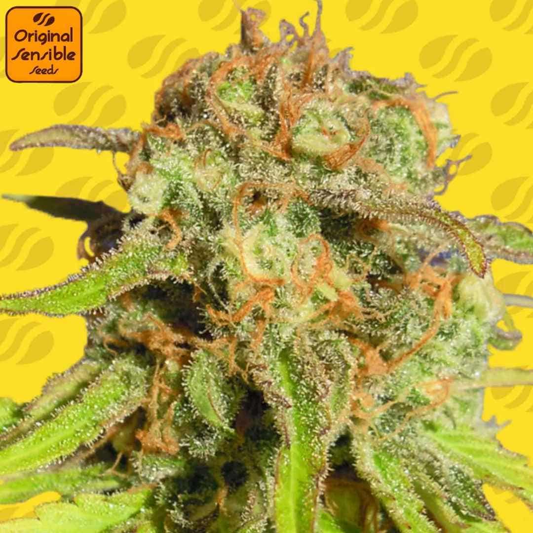 Auto Bruce Banner 3 Blüte mit dichten, harzigen Buds, orangefarbenen Stempeln und starkem Trichombesatz