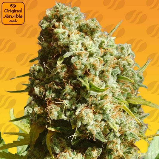 Dichte, harzige Cannabisblüte von Bruce Banner 3 Fast mit hellgrünen Kelchen und orangefarbenen Blütenfäden