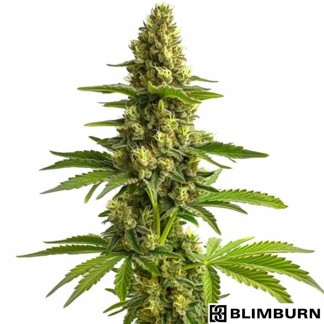 Blue Dream Cannabisblüte mit dichten, harzigen Buds und violett grünen Blättern in voller Blüte