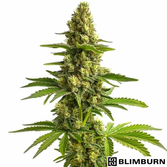 Blue Dream Cannabisblüte mit dichten, harzigen Buds und violett grünen Blättern in voller Blüte