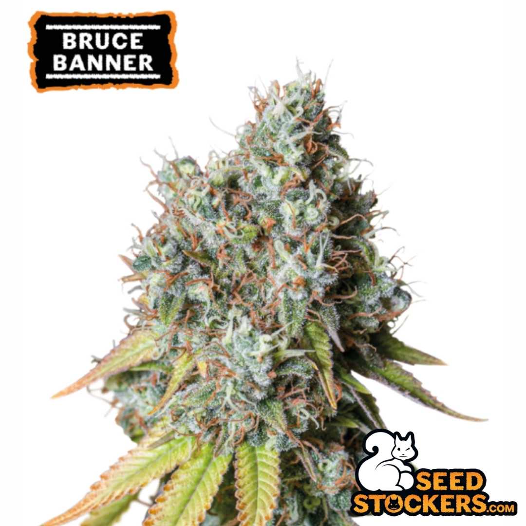 Auto Candy Dawg Pflanze mit dichten, harzigen Blüten und kräftiger Hauptcola in der Blütephase