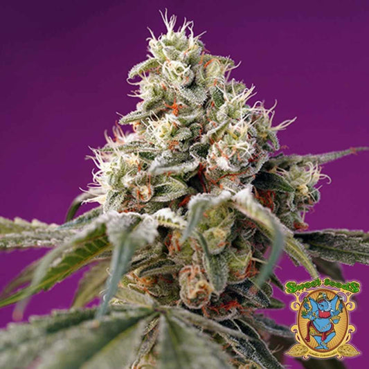 Nahaufnahme einer Bruce Banner Auto Blüte mit dichten Harzschichten und orangefarbenen Blütenhaaren.