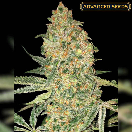 Dichte Bruce Banner Blüte mit orangefarbenen Härchen und glänzenden Harztrichomen.