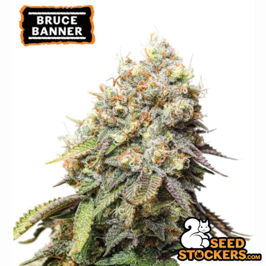 Harzige Bruce Banner Blüte mit dichten Buds, orangefarbenen Härchen und leicht violetten Zuckerblättern.