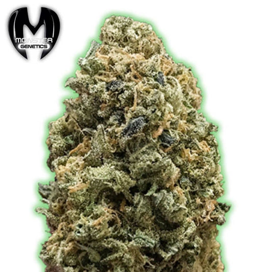 Bruce Banner Cannabisblüte mit dichten Trichomen und orangefarbenen Blütenfäden