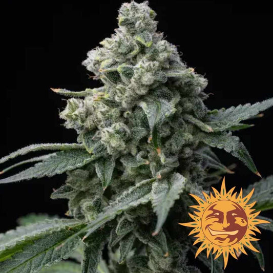 Bruce Banner Cannabisblüte mit dichten, harzreichen Buds und kräftig grünen Blättern von Barney’s Farm.