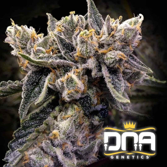 Dichte Bruised Banana Blüte mit dicker Harzschicht und leuchtend orangefarbenen Blütenhaaren