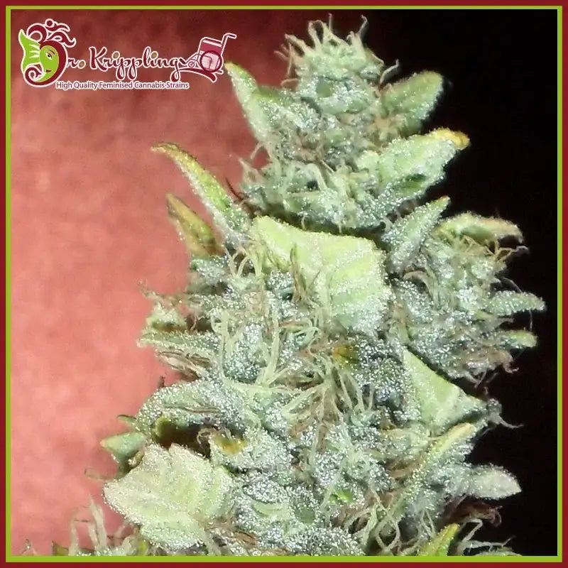 Nahaufnahme einer harzreichen Bubba Gum Auto Blüte mit dichten Trichomen und hellgrünen Blättern vor dunklem Hintergrund.