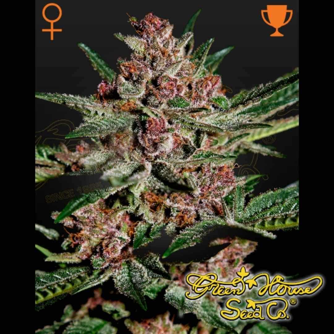 Dicht gewachsene Auto Sherbet Blüte mit dicker Harzschicht und dunkelgrünen Zuckerblättern