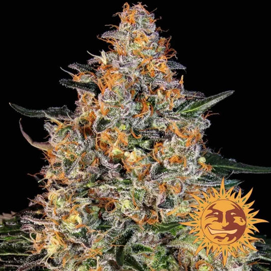 Bubba Kush Bud mit dichten Trichomen und leuchtend orangefarbenen Blütenhärchen