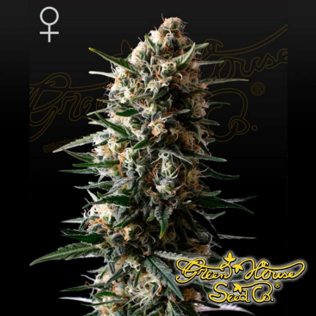 Bubba Slush feminisierte Cannabispflanze mit dichtem Hauptbud, harzigen Blüten und orangefarbenen Blütenfäden