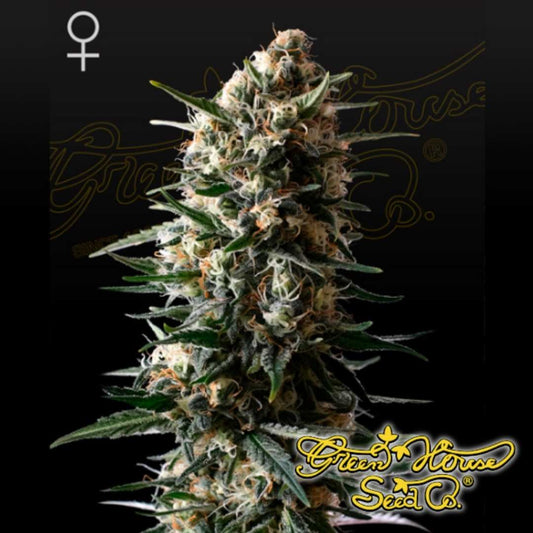 Bubba Slush feminisierte Cannabispflanze mit dichtem Hauptbud, harzigen Blüten und orangefarbenen Blütenfäden